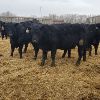 Image 5 : Smith Ranch - 820# Replacement Heifers - 33 Head (Mendham, SK)