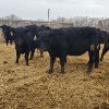 Image 6 : Smith Ranch - 820# Replacement Heifers - 33 Head (Mendham, SK)