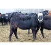 Image 2 : John Klok - 621# Heifers - 151 Head (Picture Butte, AB)