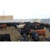 Image 4 : John Klok - 621# Heifers - 151 Head (Picture Butte, AB)