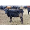 Image 5 : John Klok - 621# Heifers - 151 Head (Picture Butte, AB)