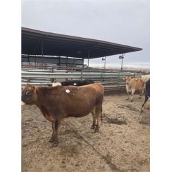 ID Dairies/Ranches - Cows - 51 Head