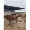 Image 1 : ID Dairies/Ranches - Cows - 51 Head