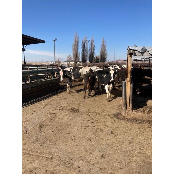 ID Dairies/Ranches - 75 Mixed - 1400#