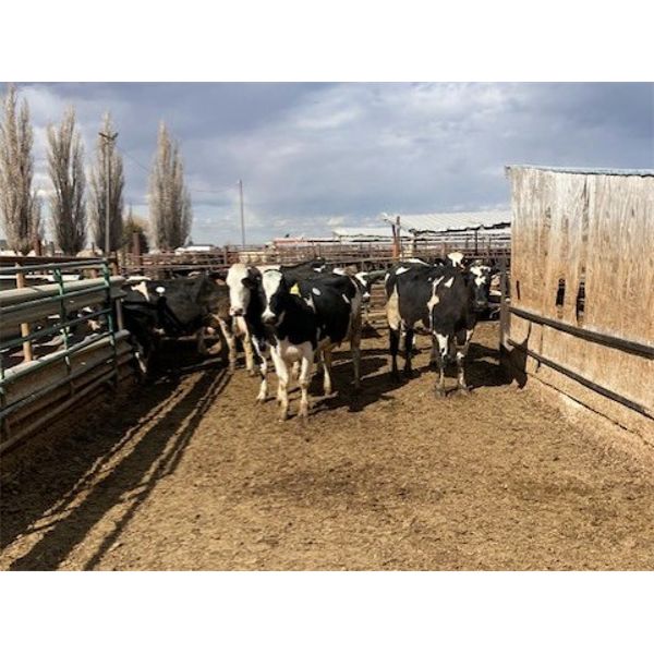 ID Dairies/Ranches -  75 Cows - 1485# - Burley, ID