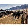 Image 2 : ID Dairies/Ranches -  75 Cows - 1485# - Burley, ID
