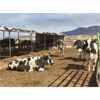 Image 3 : ID Dairies/Ranches -  75 Cows - 1485# - Burley, ID