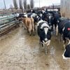 Image 1 : ID Dairies/Ranches - 80 Cows - Burley, ID