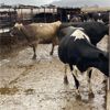 Image 2 : ID Dairies/Ranches - 80 Cows - Burley, ID