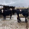 Image 3 : ID Dairies/Ranches - 80 Cows - Burley, ID