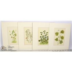 4 BOTANICAL LITHOGRAPHS FROM 'WILDFLOWERS OF