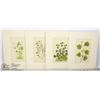 Image 1 : 4 BOTANICAL LITHOGRAPHS FROM 'WILDFLOWERS OF