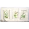 Image 1 : 3 ANNE PRATT BOTANICAL LITHOGRAPHS FROM 1890,