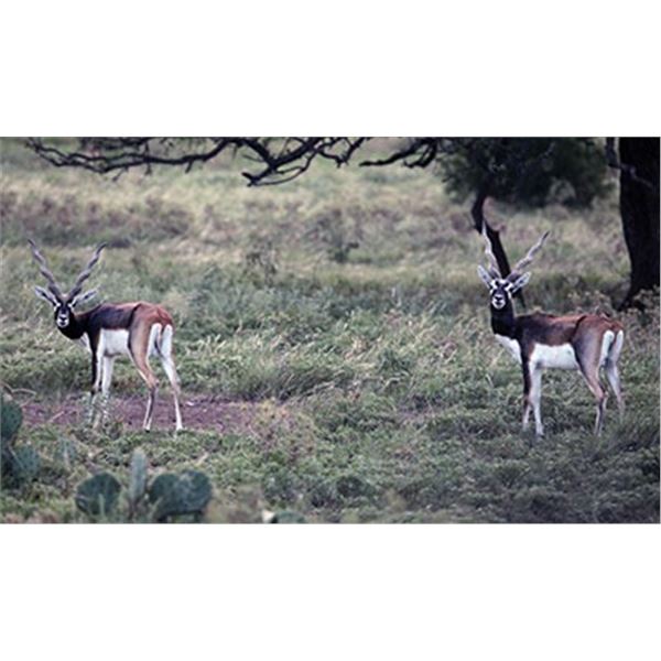 3 Day 2 Night Blackbuck Antelope Hunt for 1 Hunter and 1 Non-Hunter
