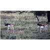Image 1 : 3 Day 2 Night Blackbuck Antelope Hunt for 1 Hunter and 1 Non-Hunter