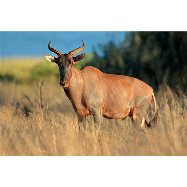 7 Day South African Safari for 2 Hunters