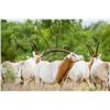 Image 1 : Scimitar Oryx Bull and Red Sheep Ram for 1 Hunter and 1 Non-Hunter