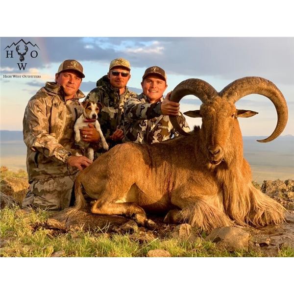 3.5 Days Trophy Aoudad Hunt - Free Range