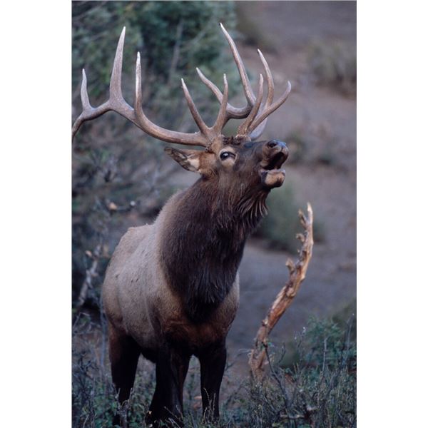 3-Day All-Inclusive Estate Elk Hunt Pagosa Springs Colorado for 1 Hunter and 1 Non-Hunter