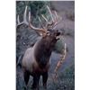 Image 1 : 3-Day All-Inclusive Estate Elk Hunt Pagosa Springs Colorado for 1 Hunter and 1 Non-Hunter