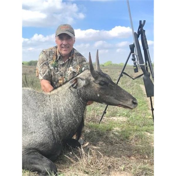 South Texas Nilgai Hunt