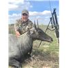 Image 1 : South Texas Nilgai Hunt