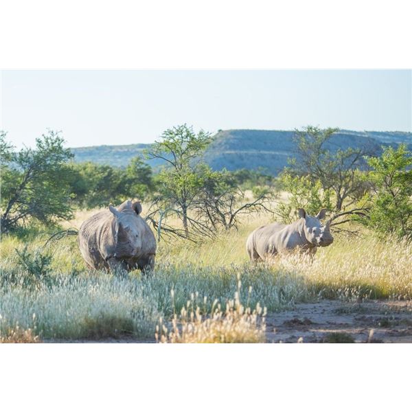5-Day Darted Rhino Hunt - Eastern Cape, South Africa for 1 Hunter and 1 Non-Hunter