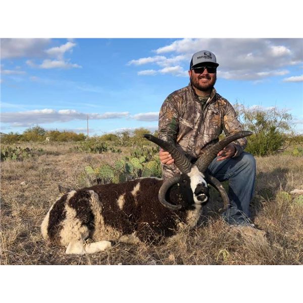 3-Day Trophy 4-Horn & Texas Dall Ram Hunt for 2 Hunters