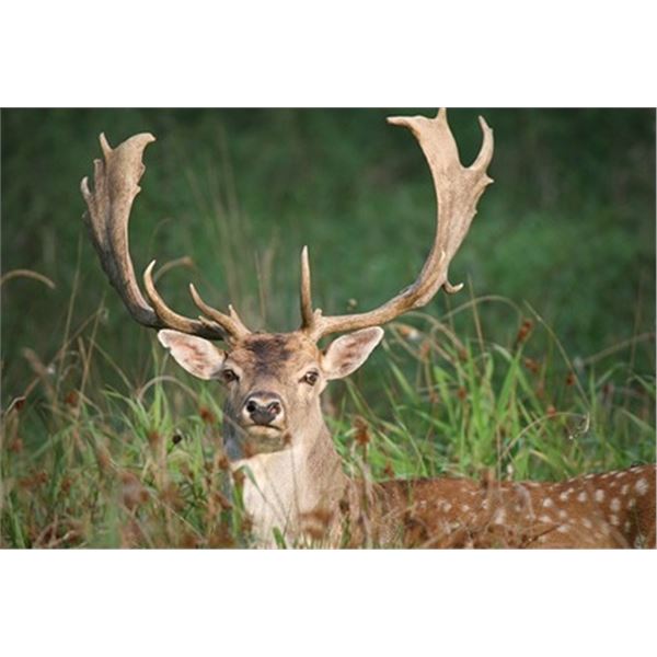 3-Day Fallow Buck Hunt in Texas for 1 Hunter and 1 Non-Hunter