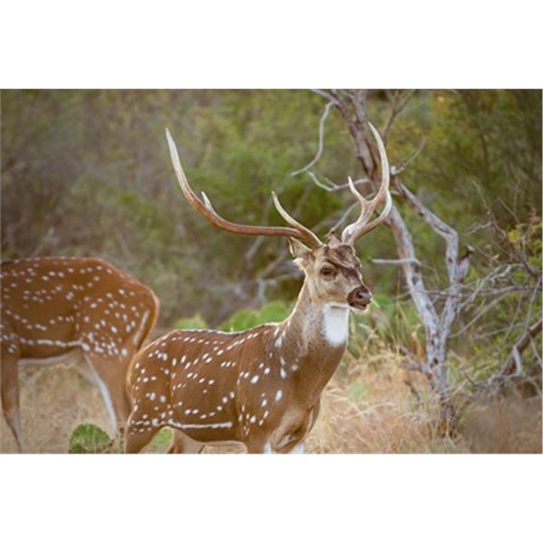 2-Day Axis Buck Hunt in Texas for 1 Hunter and 1 Non-Hunter