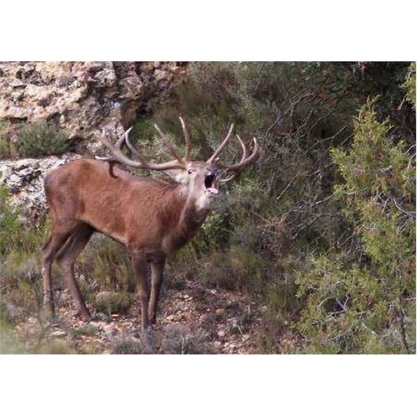 4-Day Trophy Spanish Red Deer Hunt in Spain for 1 Hunter and 1 Non-Hunter