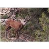 Image 1 : 4-Day Trophy Spanish Red Deer Hunt in Spain for 1 Hunter and 1 Non-Hunter