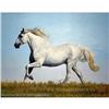 Image 1 : SUPERB ORIGINAL OIL PAINTING OFWHITE  HORSE #1593944