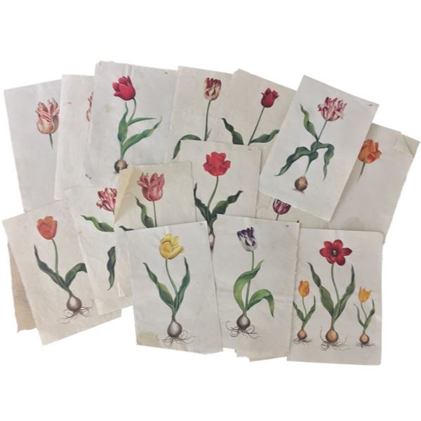 Tulip Fever Jan Van Loos (Dane DeHaan) Tulip Drawings Movie Props