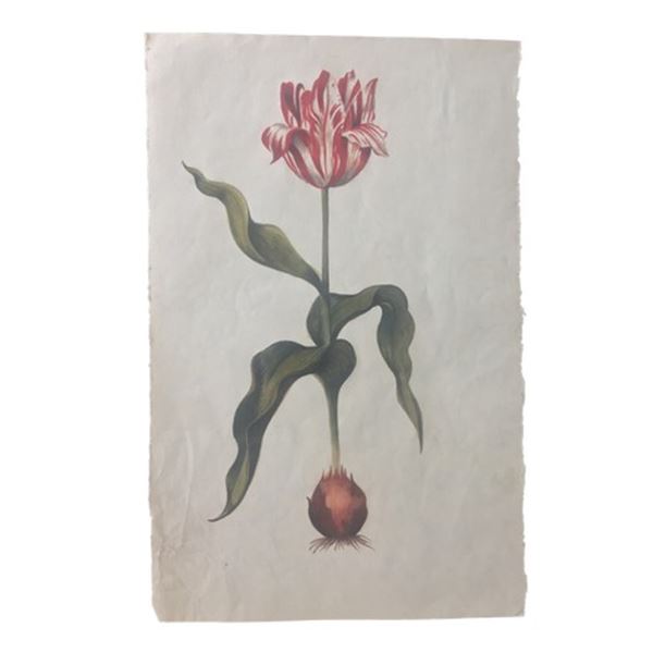Tulip Fever Jan Van Loos (Dane DeHaan) Tulip Drawing Movie Props