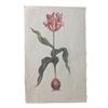 Image 1 : Tulip Fever Jan Van Loos (Dane DeHaan) Tulip Drawing Movie Props