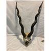 Image 1 : antelope item