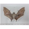 Image 1 : Real 9 inch bat  (Taxidermy)