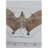 Image 3 : Real 9 inch bat  (Taxidermy)