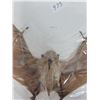 Image 5 : Real 9 inch bat  (Taxidermy)
