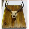Image 2 : Hand-Crafted Deer Mount Décor - 23.5x154