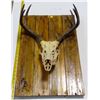 Image 3 : Hand-Crafted Deer Mount Décor - 23.5x154