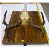 Image 4 : Hand-Crafted Deer Mount Décor - 23.5x154