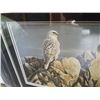 Image 4 : EVENING LIGHT WHITE GYRFALCON BY ROBERT BATEMAN #25324