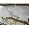 Image 4 : FALLEN WILLOW - SNOWY OWL BY ROBERT BATEMAN #25110