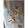 Image 4 : EVENING GROSBEAKS BY ROBERT BATEMAN #25326