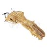Image 1 : Aliens vs. Predator: Requiem Predator Necklace Components