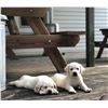 Image 2 : Grand Champion AKC Pointing Registered Black Lab Puppy