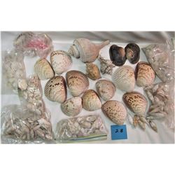 7 bags of assorted sea shells