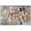 Image 1 : 7 bags of assorted sea shells